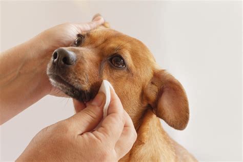 幼犬每天有眼屎怎麼辦